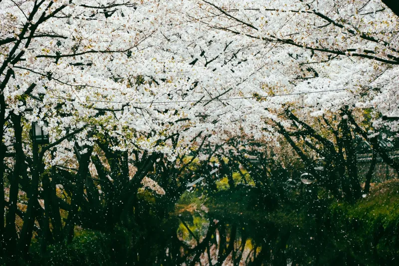 Nothing Lasts, and That's the Whole Point: How Japanese Seasonal Thinking Is Reshaping American Design